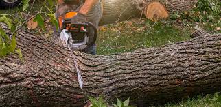 Trusted Mount Pleasant, SC Tree Services Experts