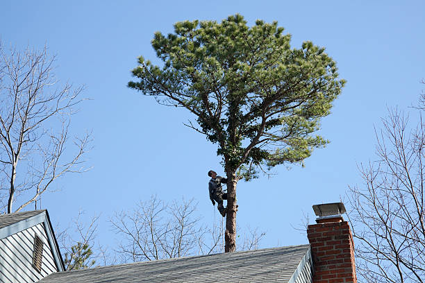 How Our Tree Care Process Works  in  Mount Pleasant, SC